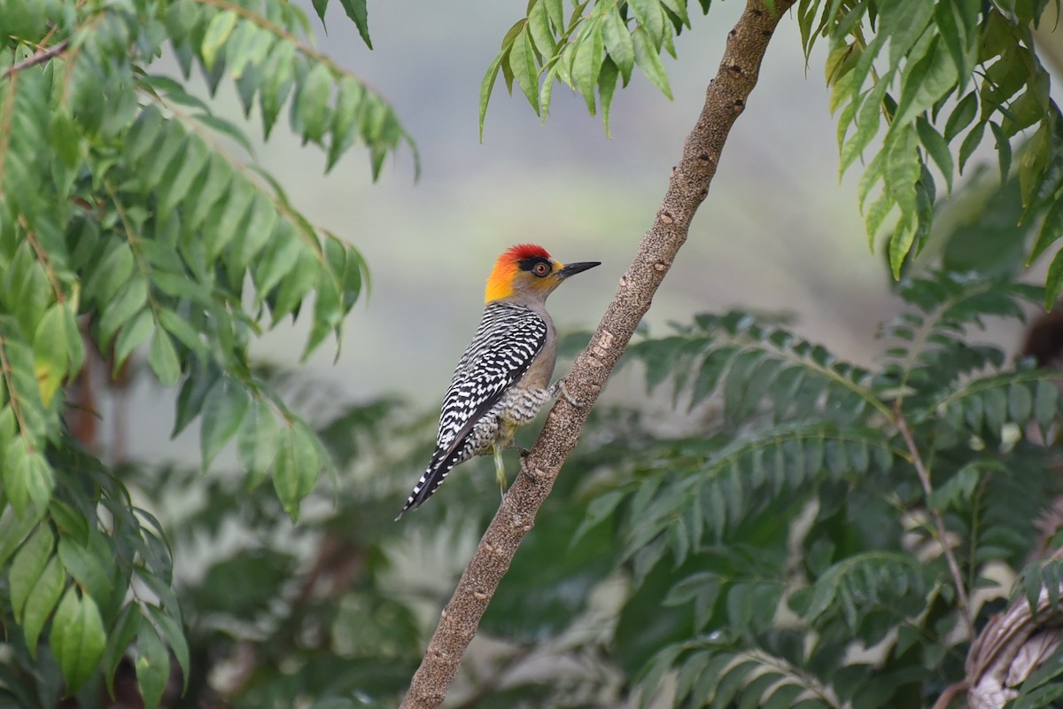 Golden-cheeked Woodpecker - ML647794804