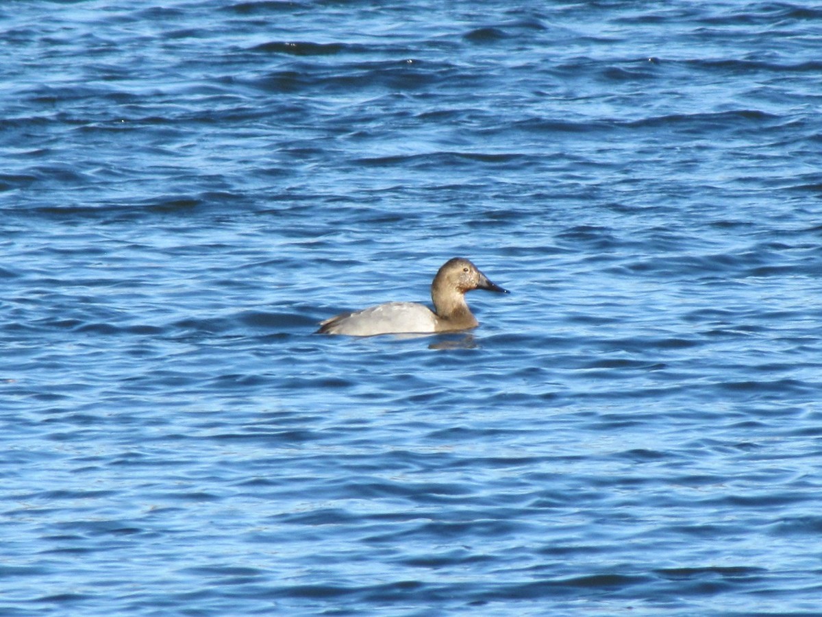 Canvasback - ML647794806