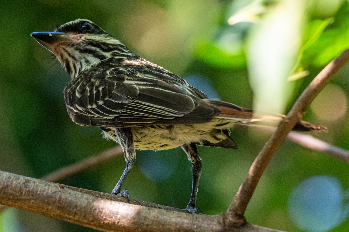 Streaked Flycatcher - ML647794807