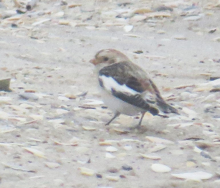 Snow Bunting - ML647794808