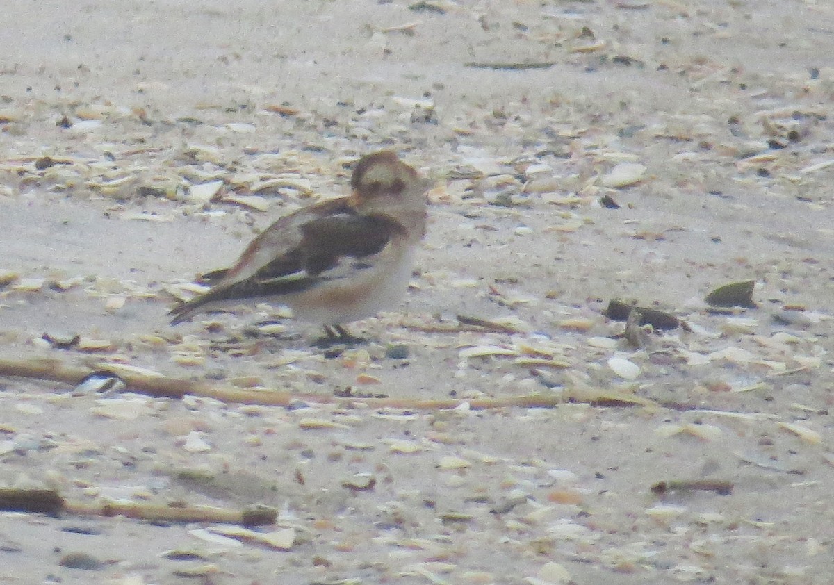 Snow Bunting - ML647794809