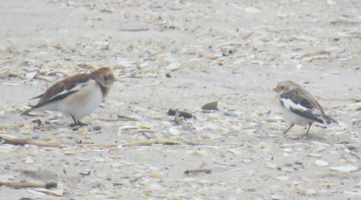 Snow Bunting - ML647794810