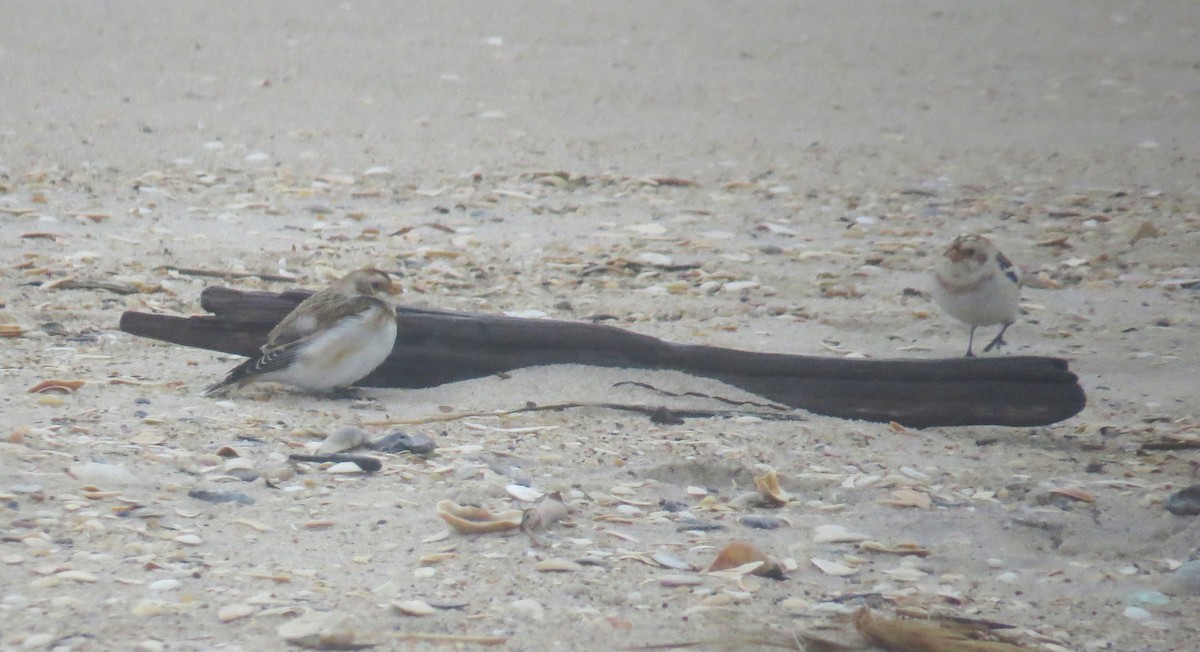 Snow Bunting - ML647794811
