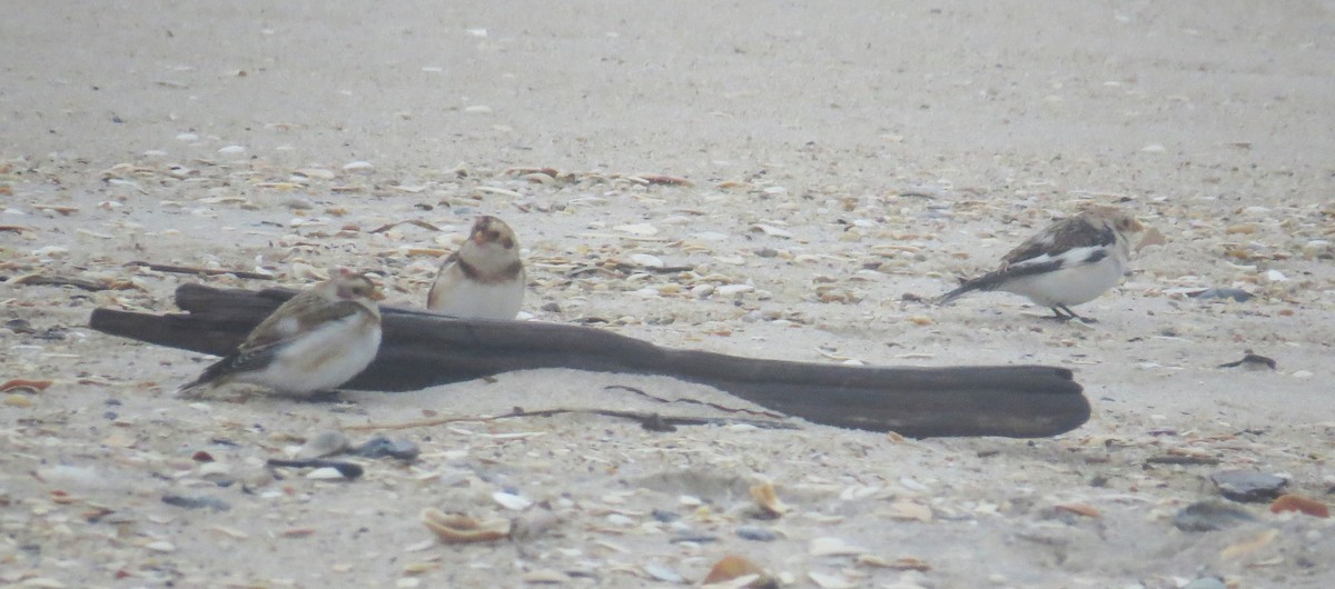 Snow Bunting - ML647794812