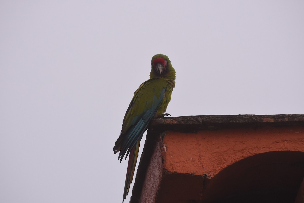 Military Macaw - ML647794815