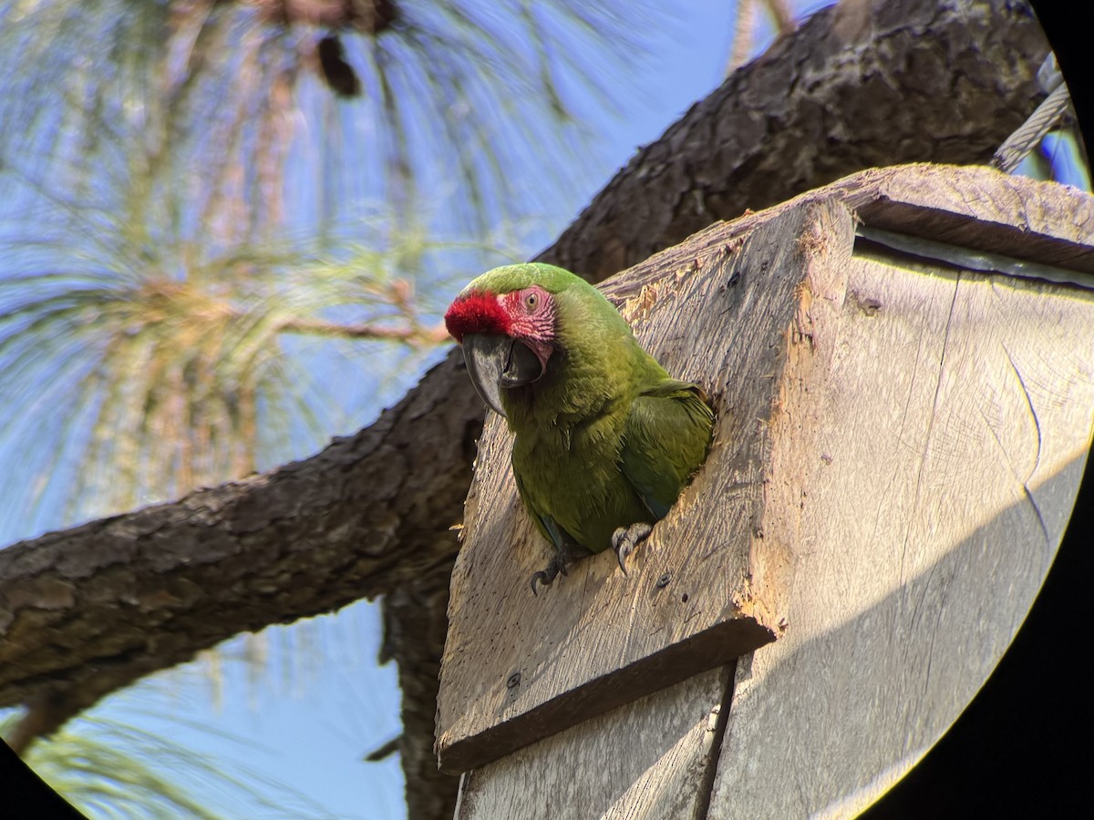 Military Macaw - ML647794817