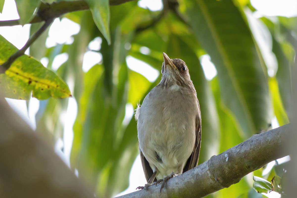Creamy-bellied Thrush - ML647794818