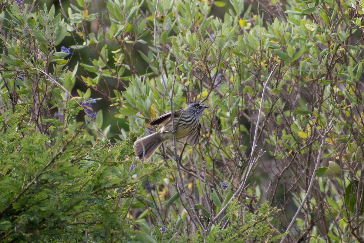 Tufted Tit-Tyrant - ML647794819
