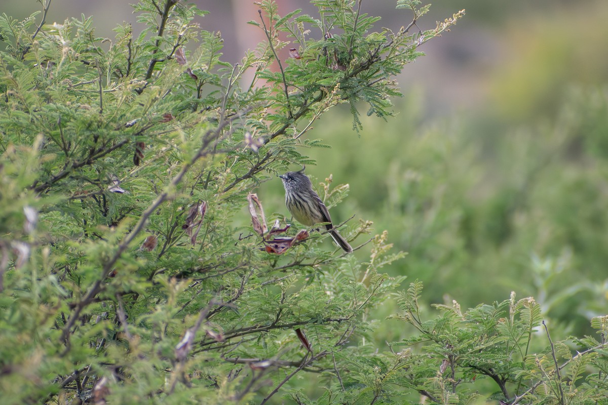 Tufted Tit-Tyrant - ML647794820