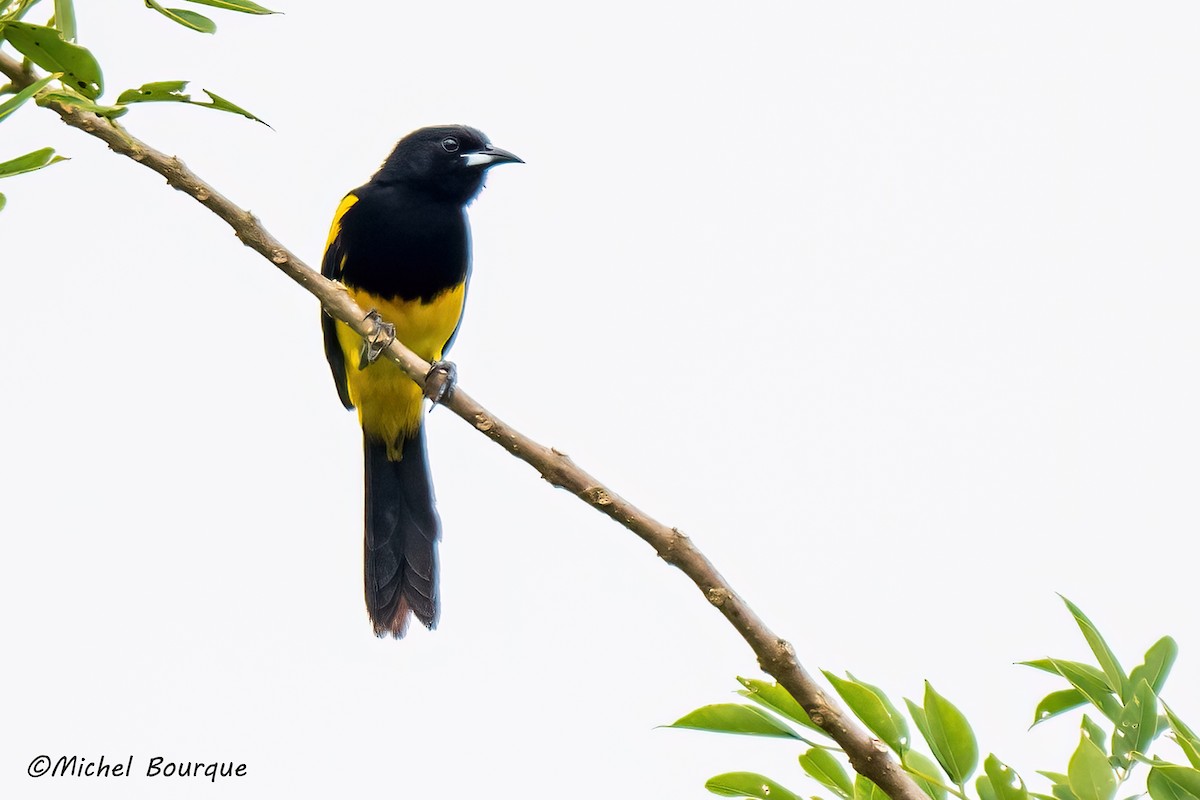 Black-cowled Oriole - ML647794821