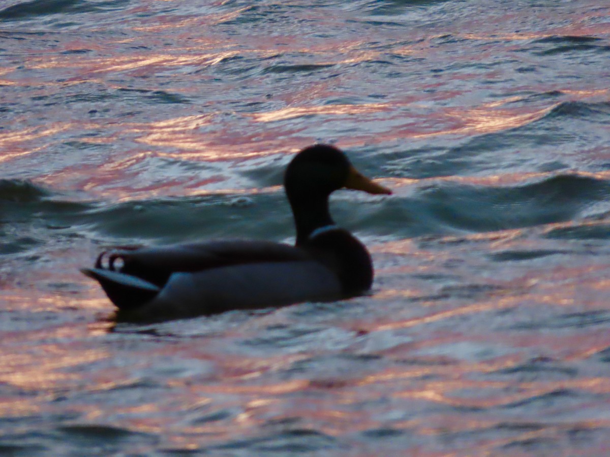 Mallard - ML647794822