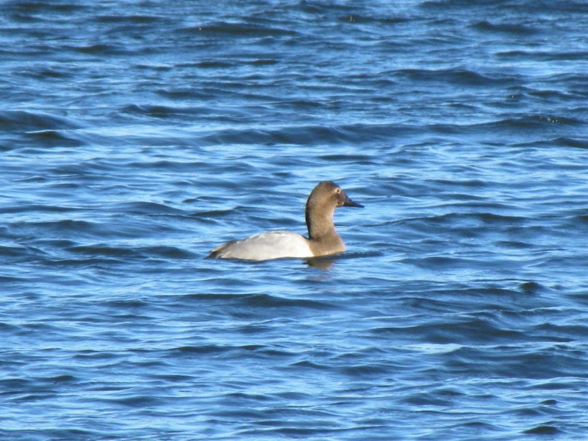 Canvasback - ML647794824