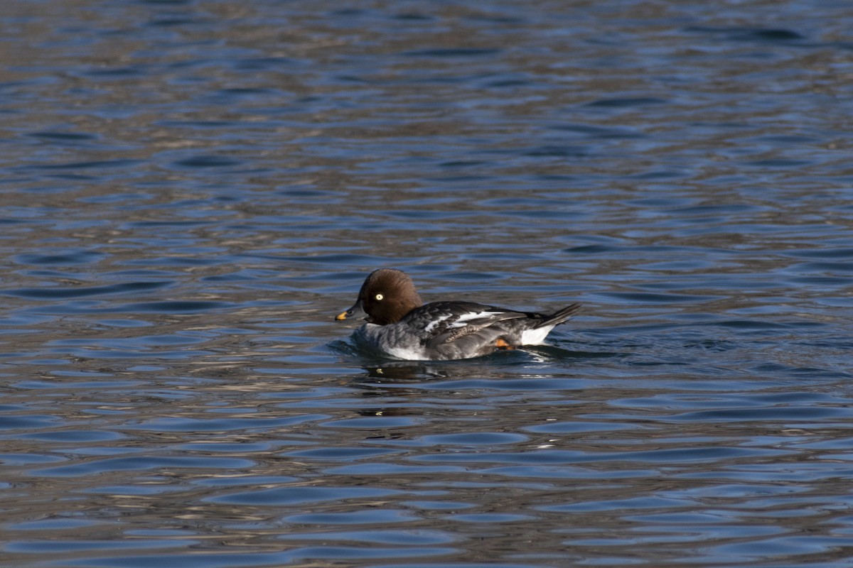 Common Goldeneye - ML647794828
