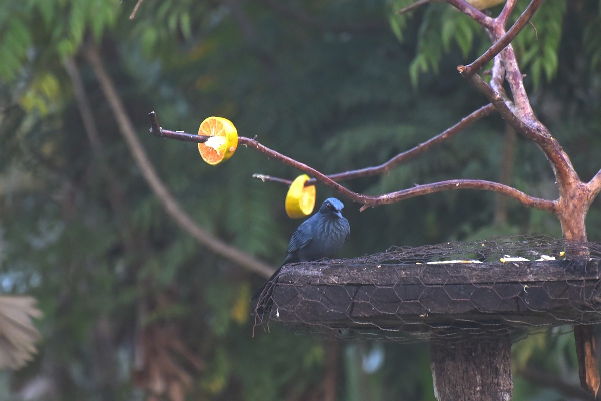 Blue Mockingbird - ML647794829