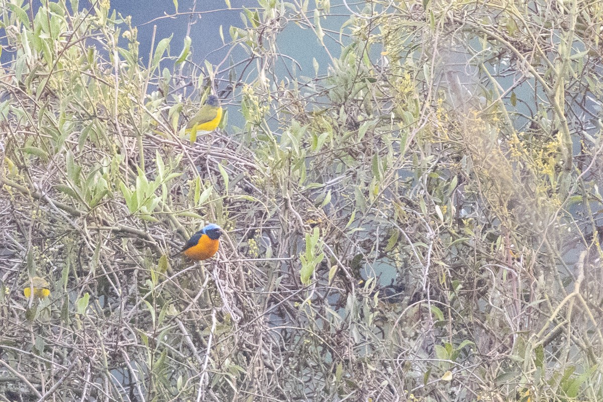 Elegant Euphonia - ML647794830