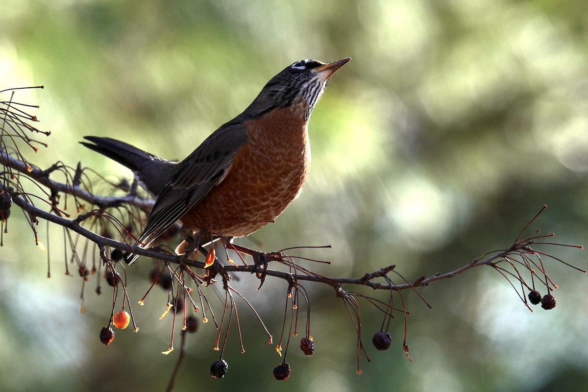 American Robin - ML647794831