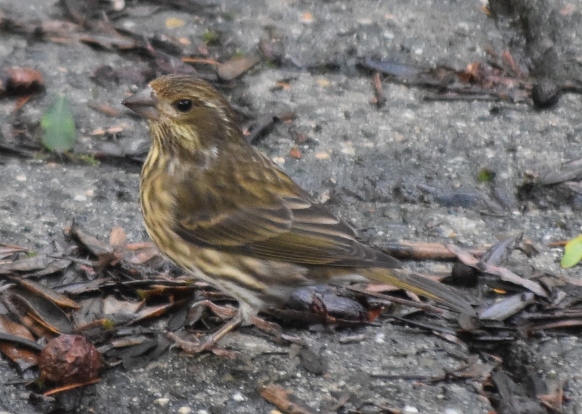 Purple Finch - ML647794832