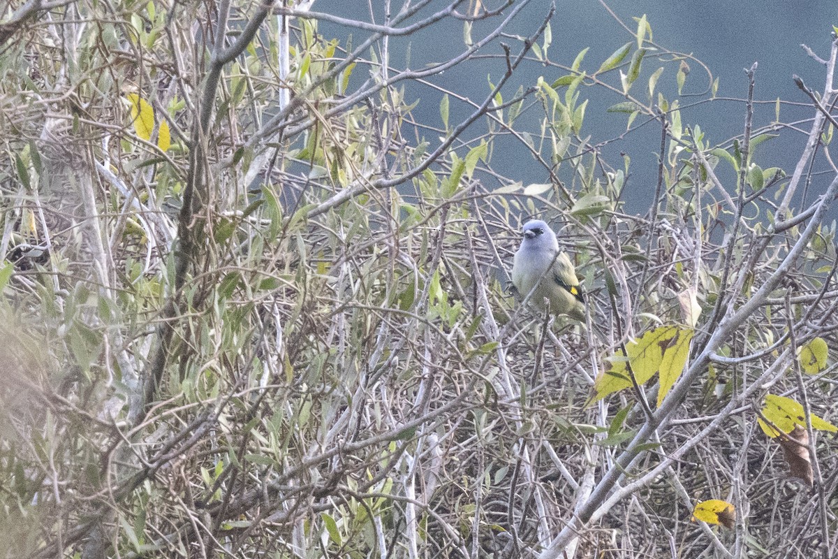 Yellow-winged Tanager - ML647794833