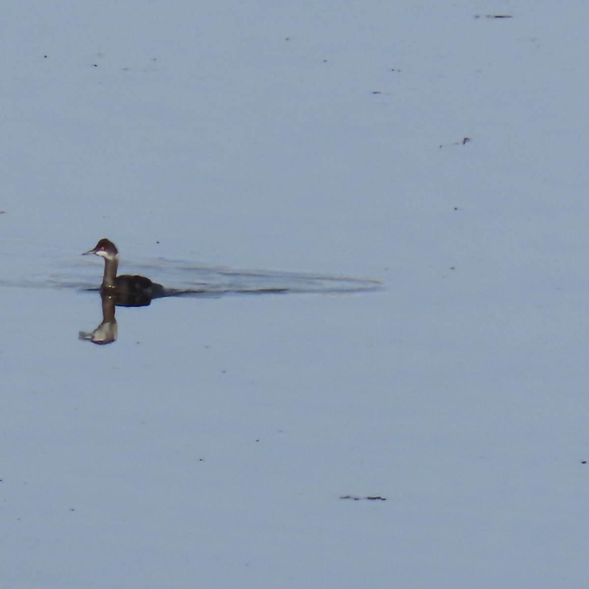 Grèbe à cou noir - ML647794834