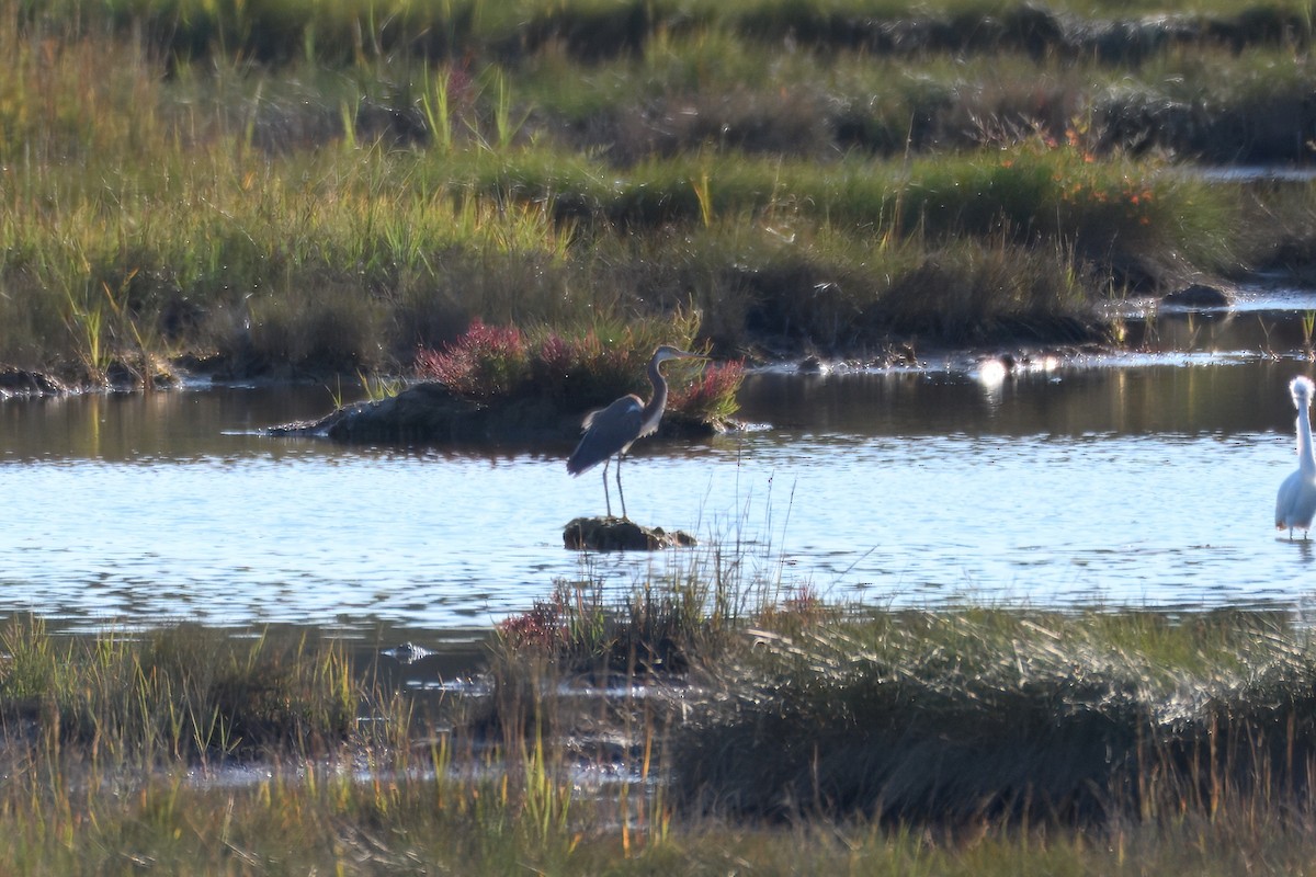 Üç Renkli Balıkçıl - ML647794845