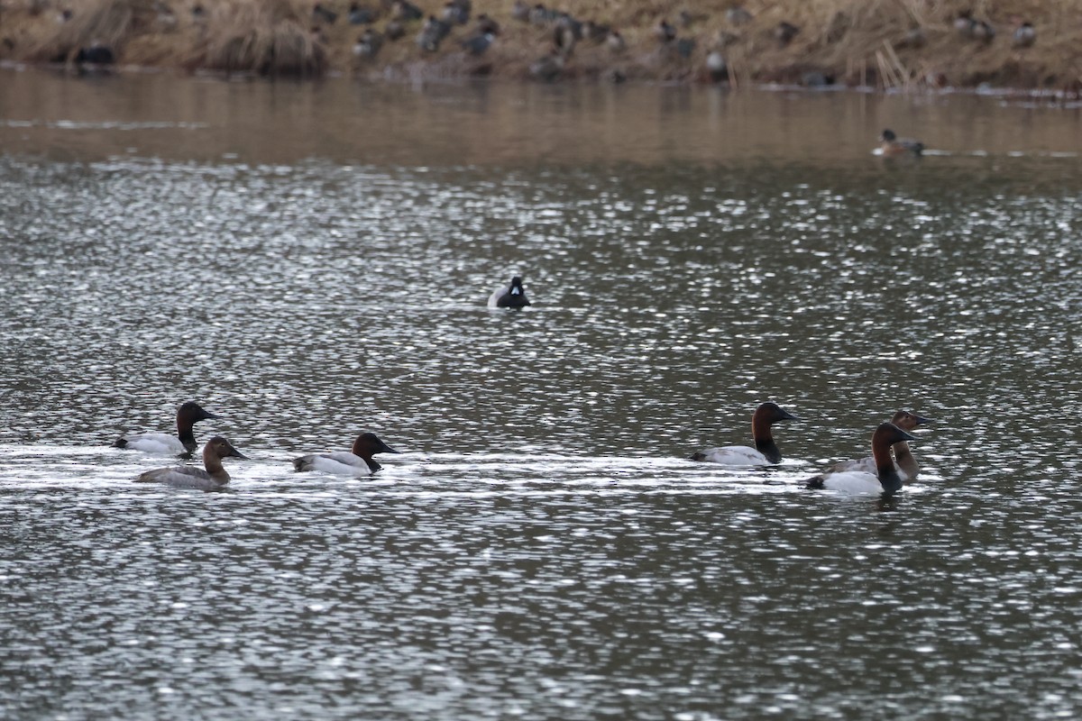 Büyük Elmabaş - ML647794849