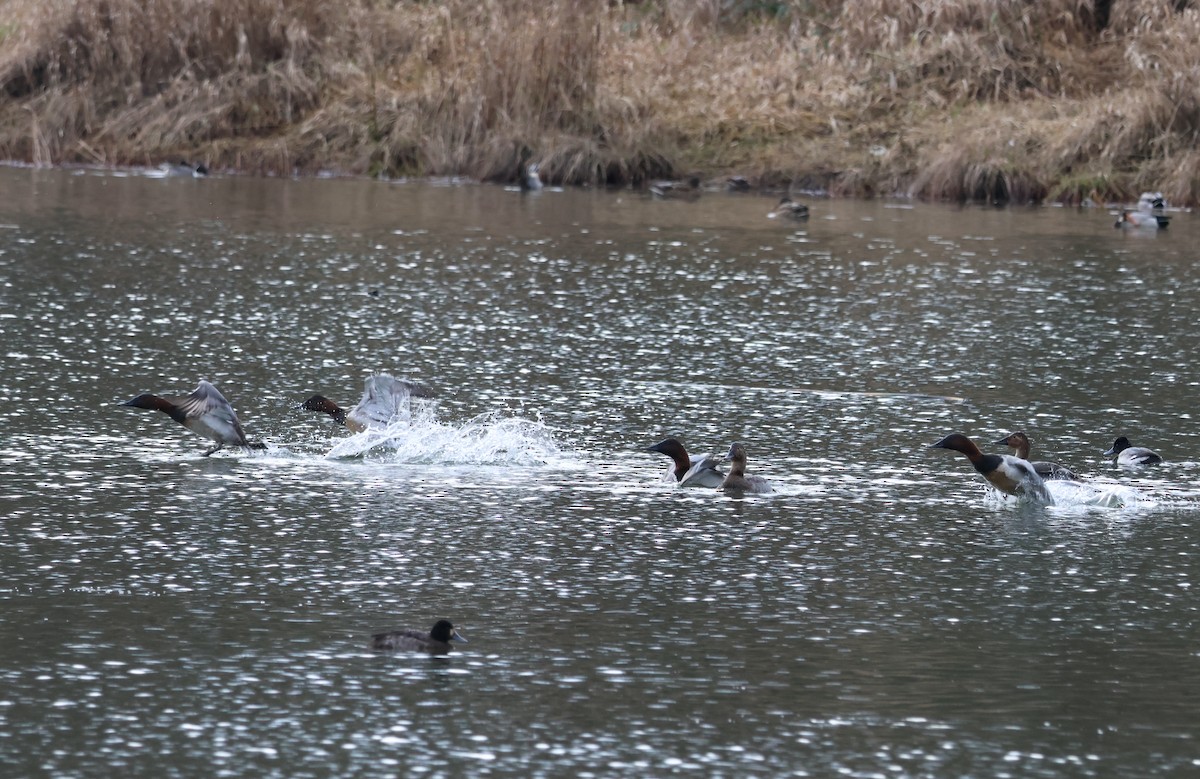 Büyük Elmabaş - ML647794854