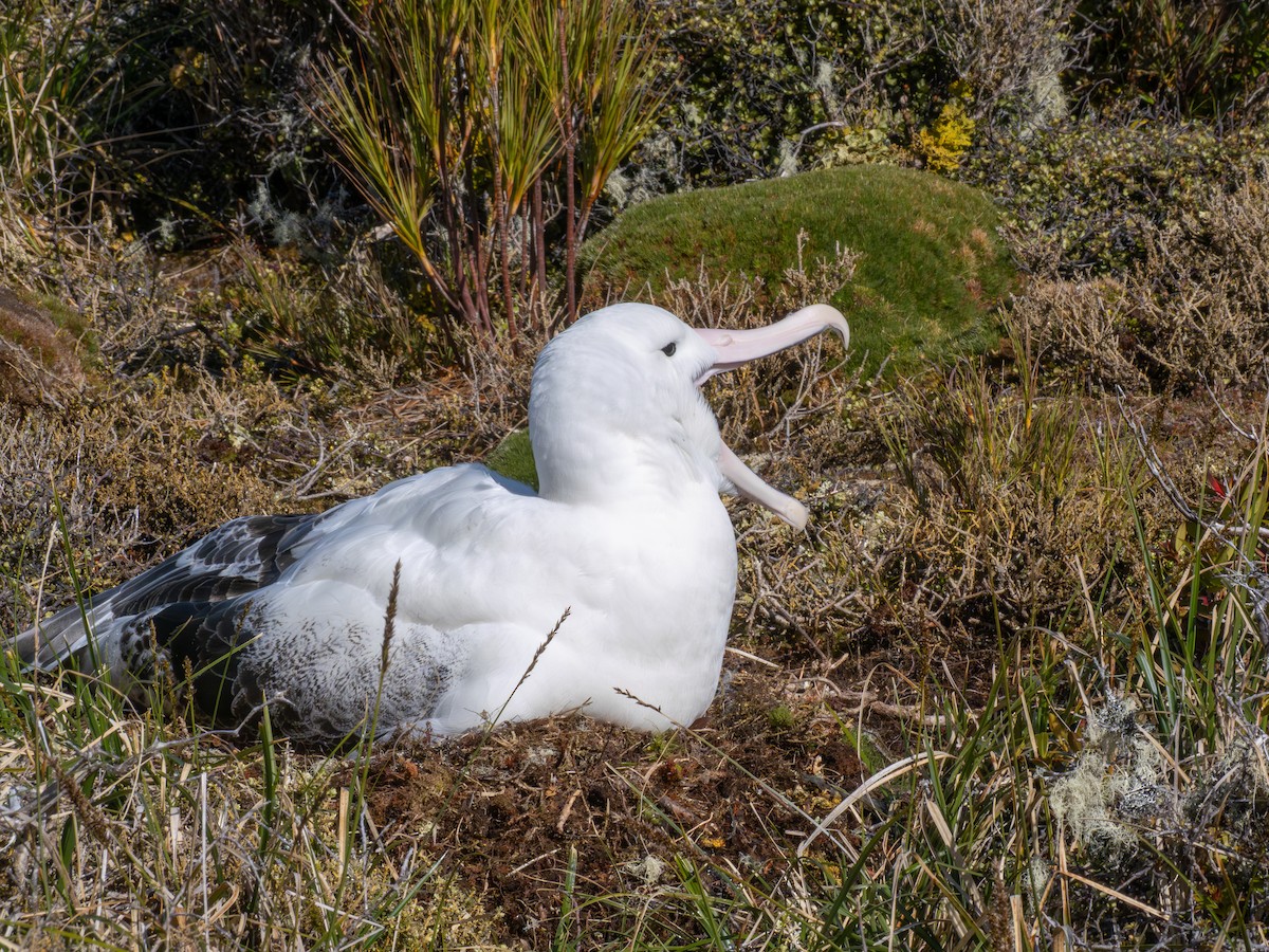 Альбатрос королівський південний - ML647794862