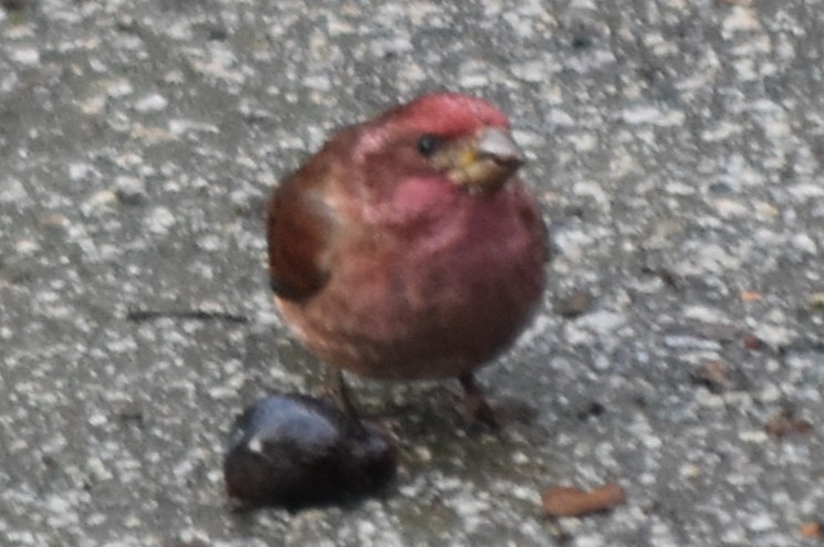 Чечевиця кармінова - ML647794878