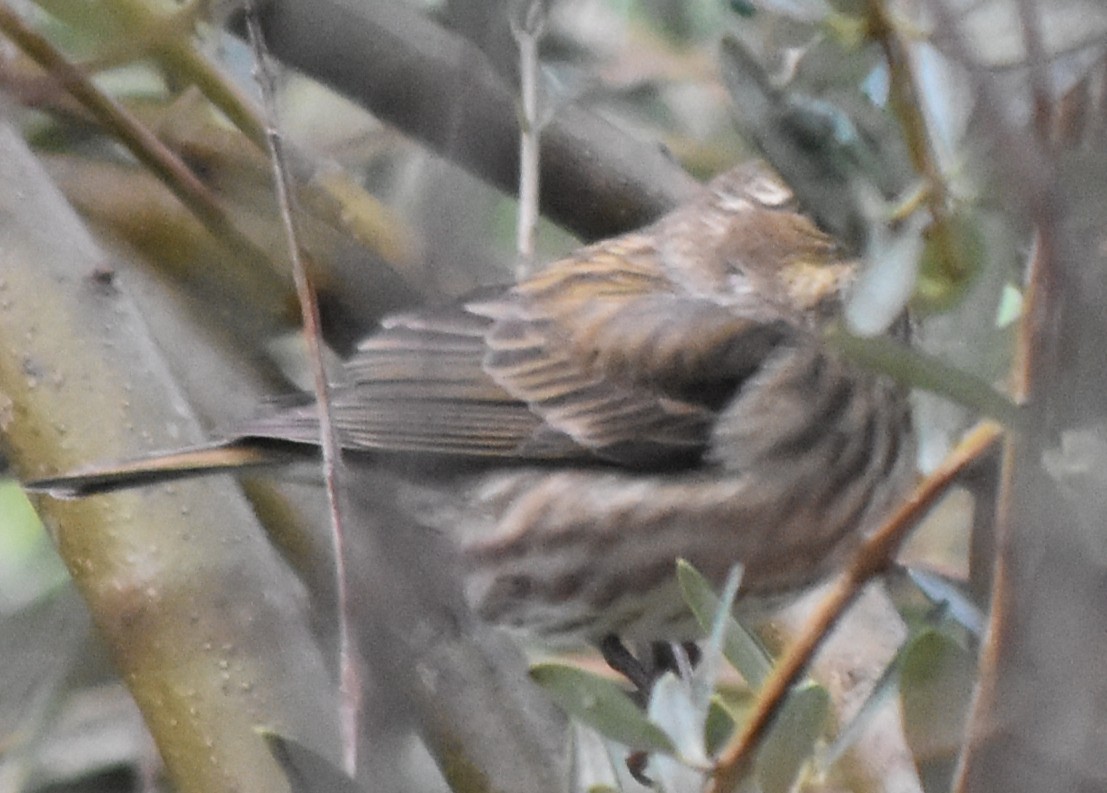 Чечевиця кармінова - ML647794879