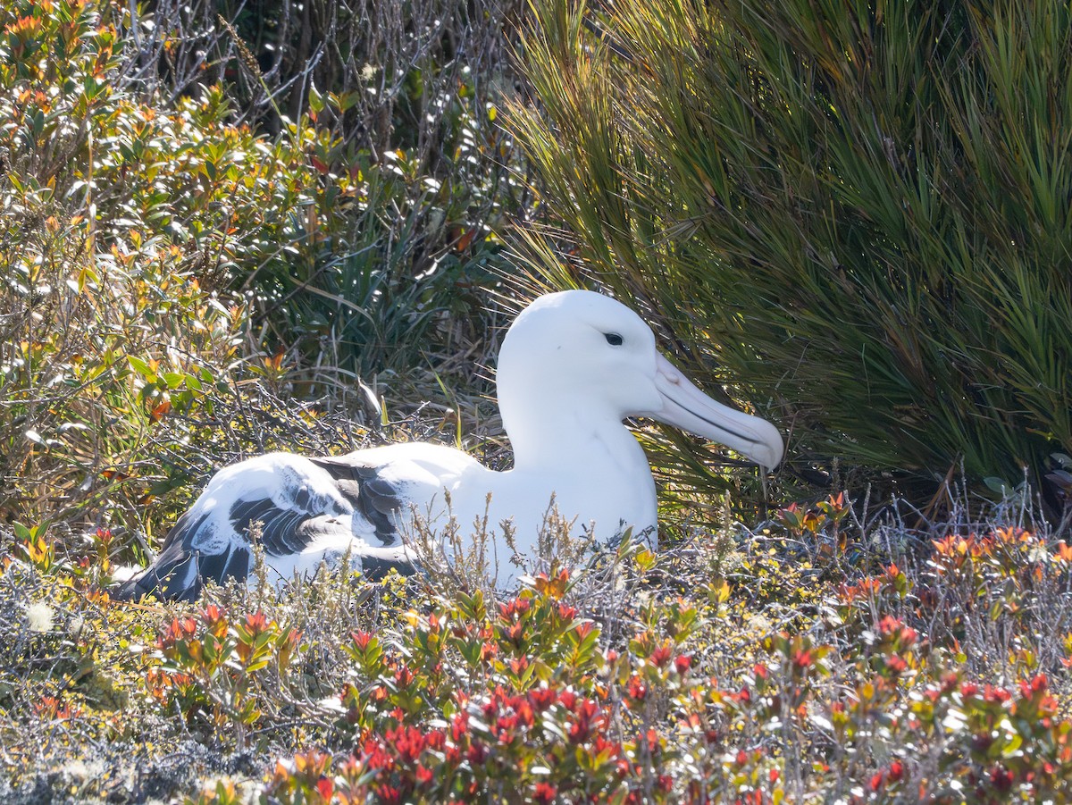 Альбатрос королівський південний - ML647794899