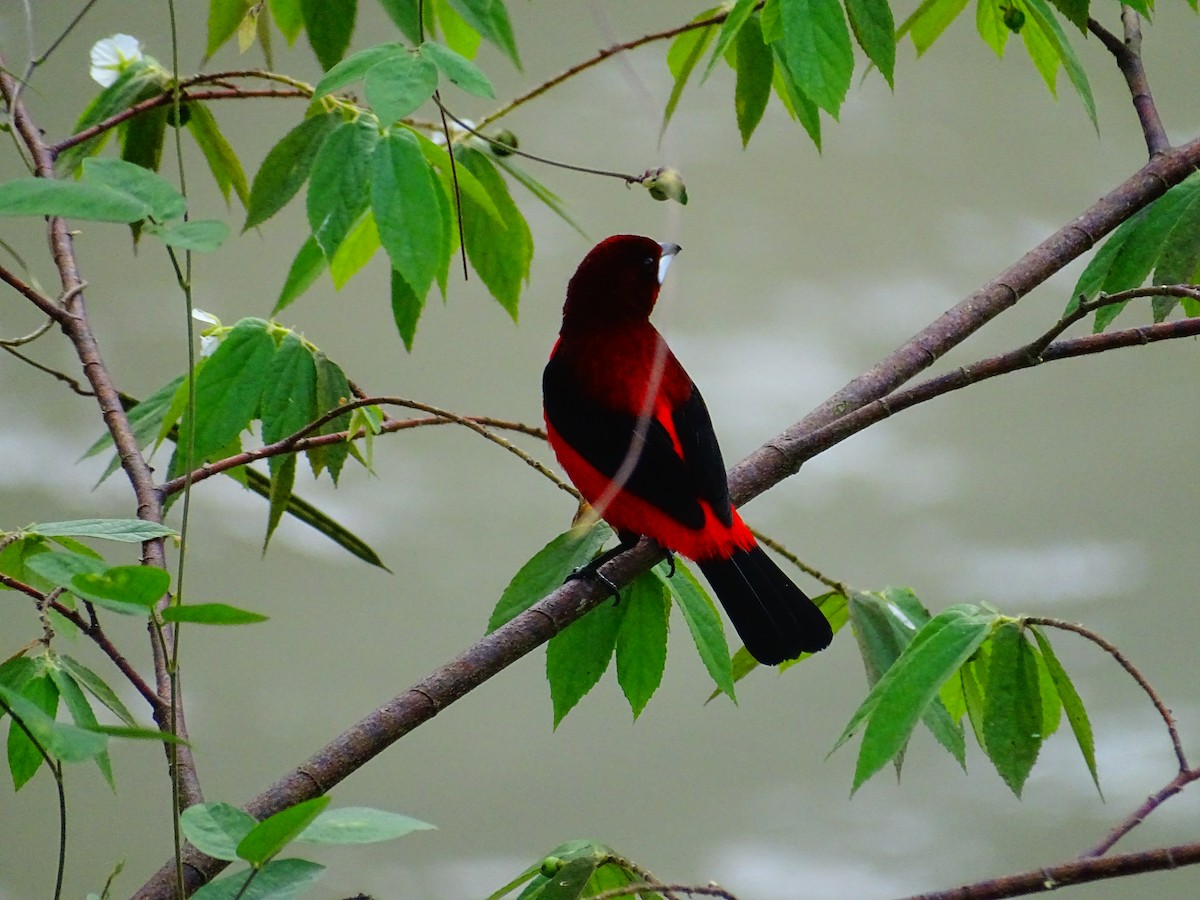 Тапіранга червона - ML647794954