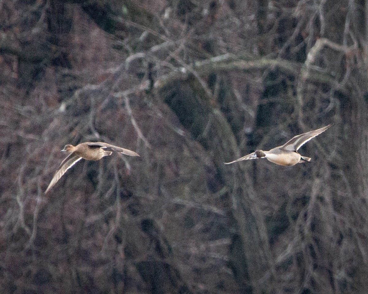 Шилохвіст північний - ML647794958