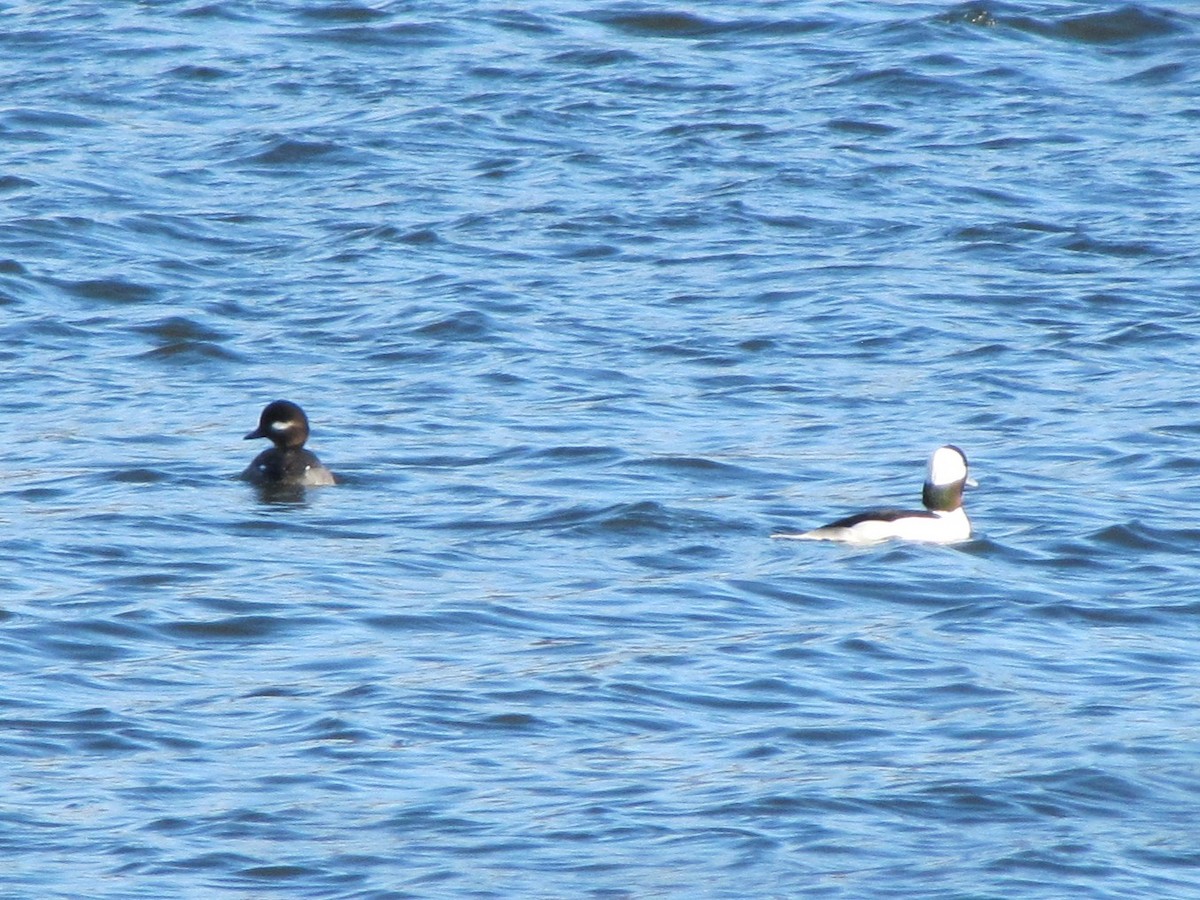 Гоголь малий - ML647794960