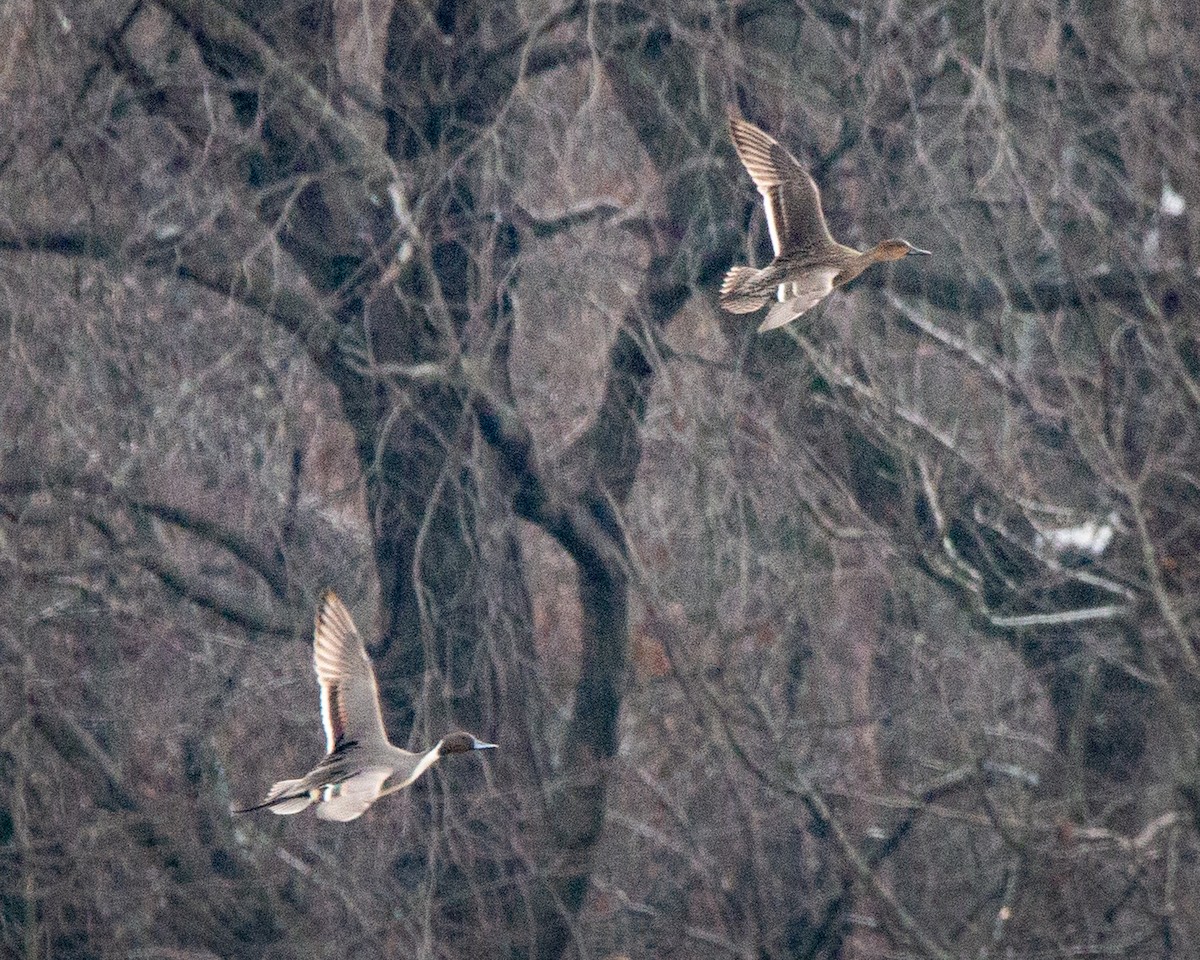 Шилохвіст північний - ML647794961