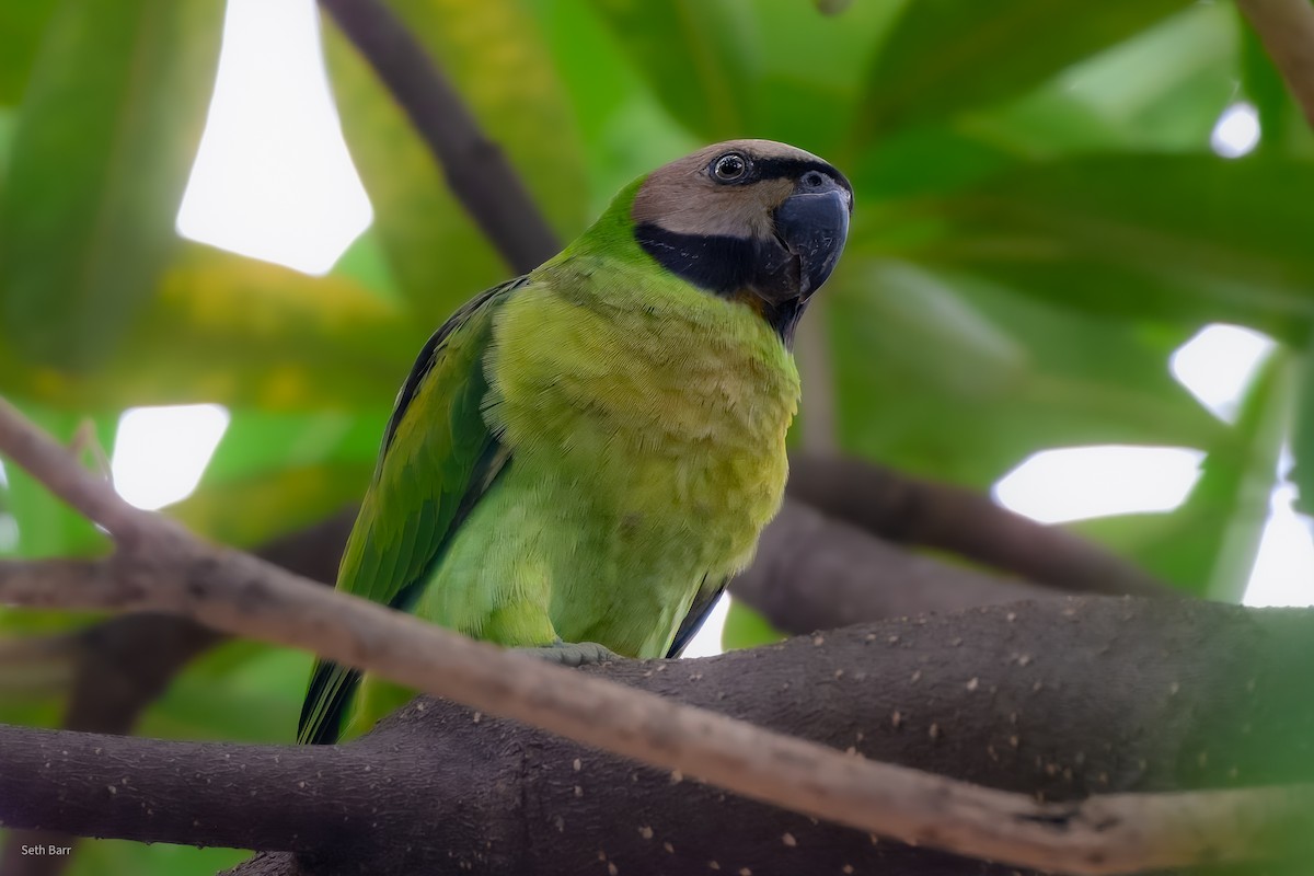 Папужець рожевоволий - ML647794964