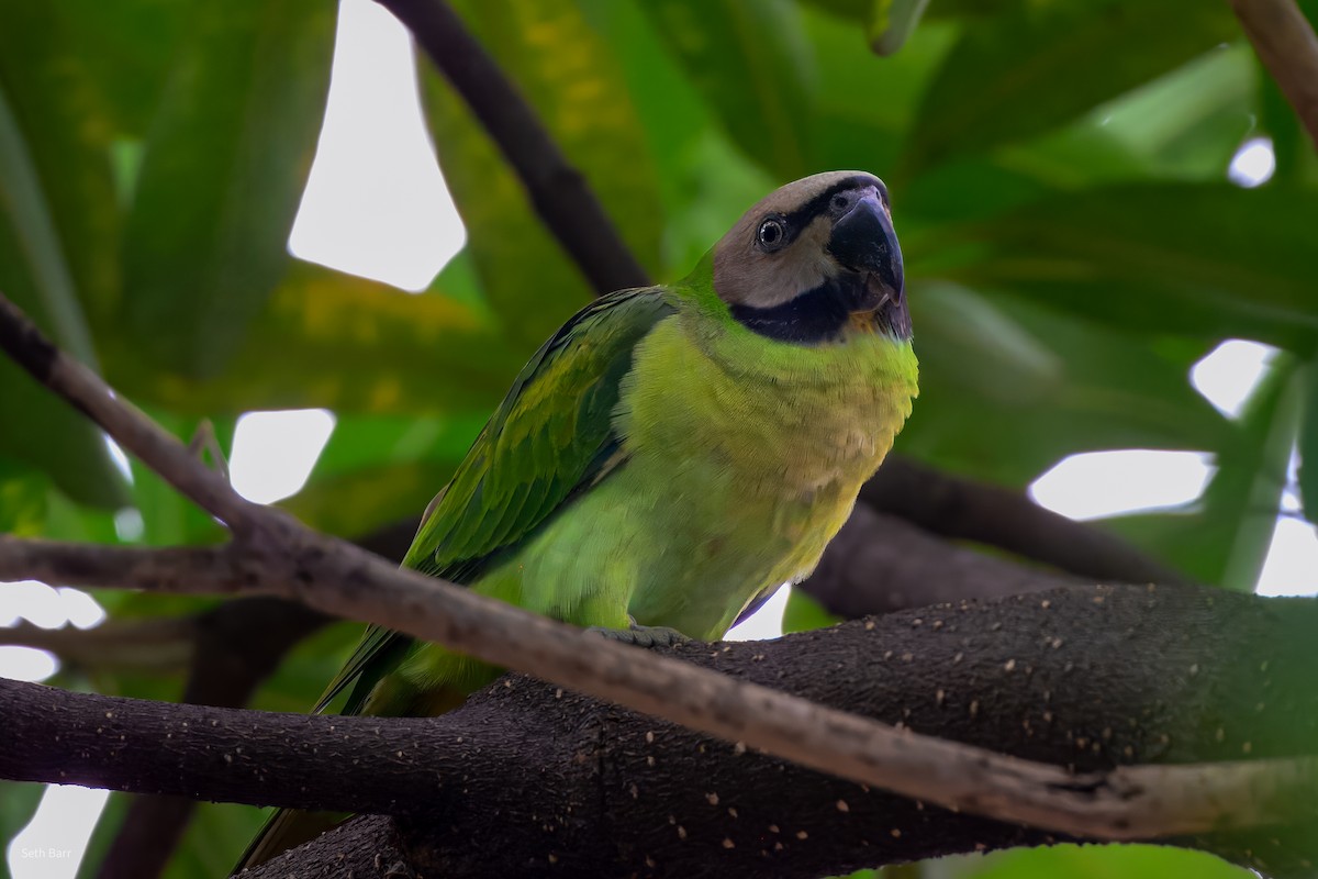 Папужець рожевоволий - ML647794965