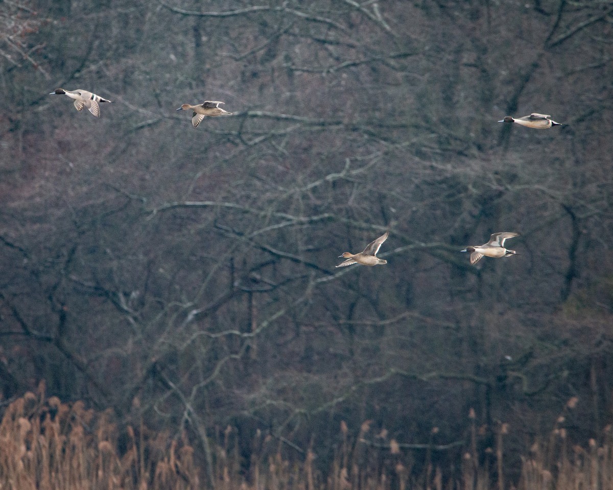 Шилохвіст північний - ML647794966