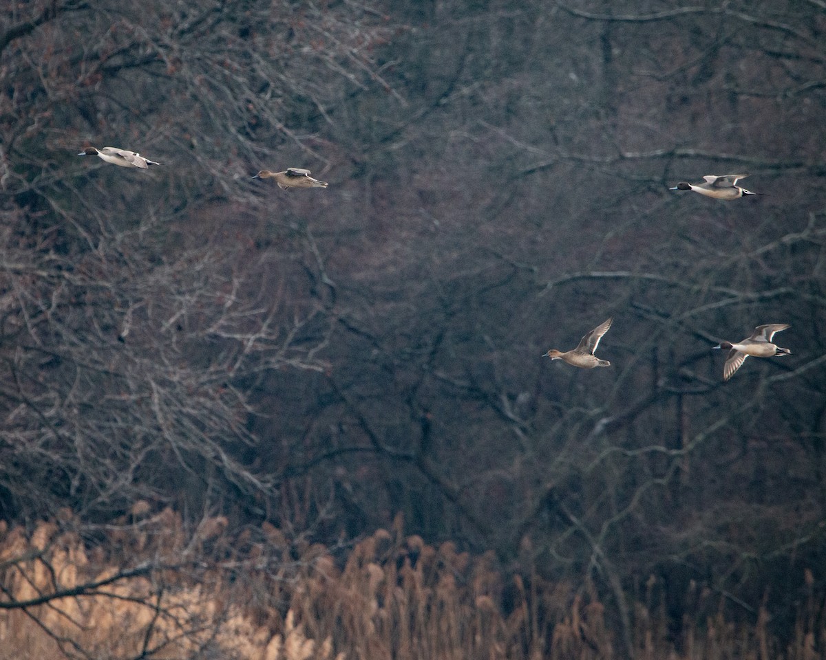 Шилохвіст північний - ML647794967