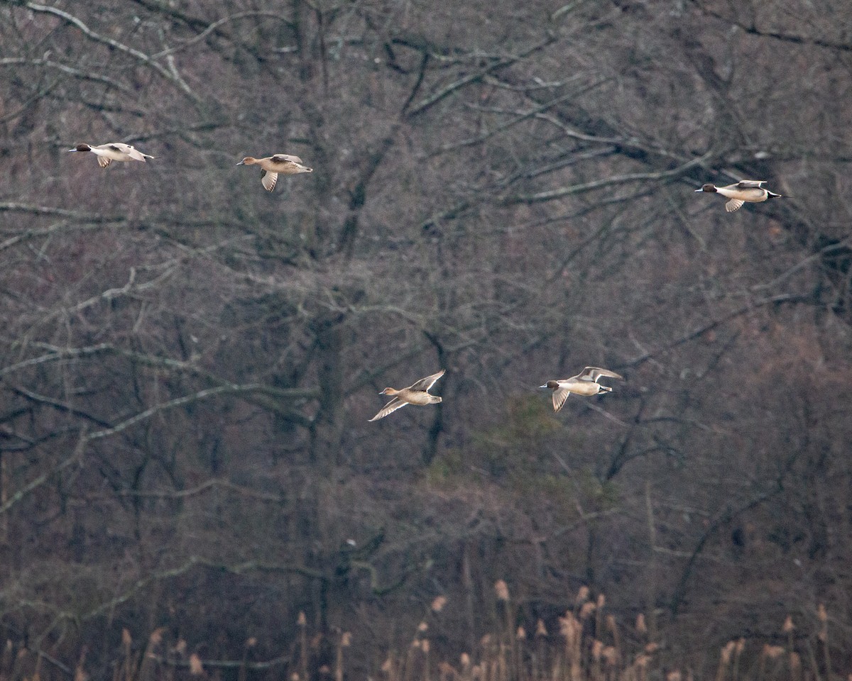 Шилохвіст північний - ML647794968