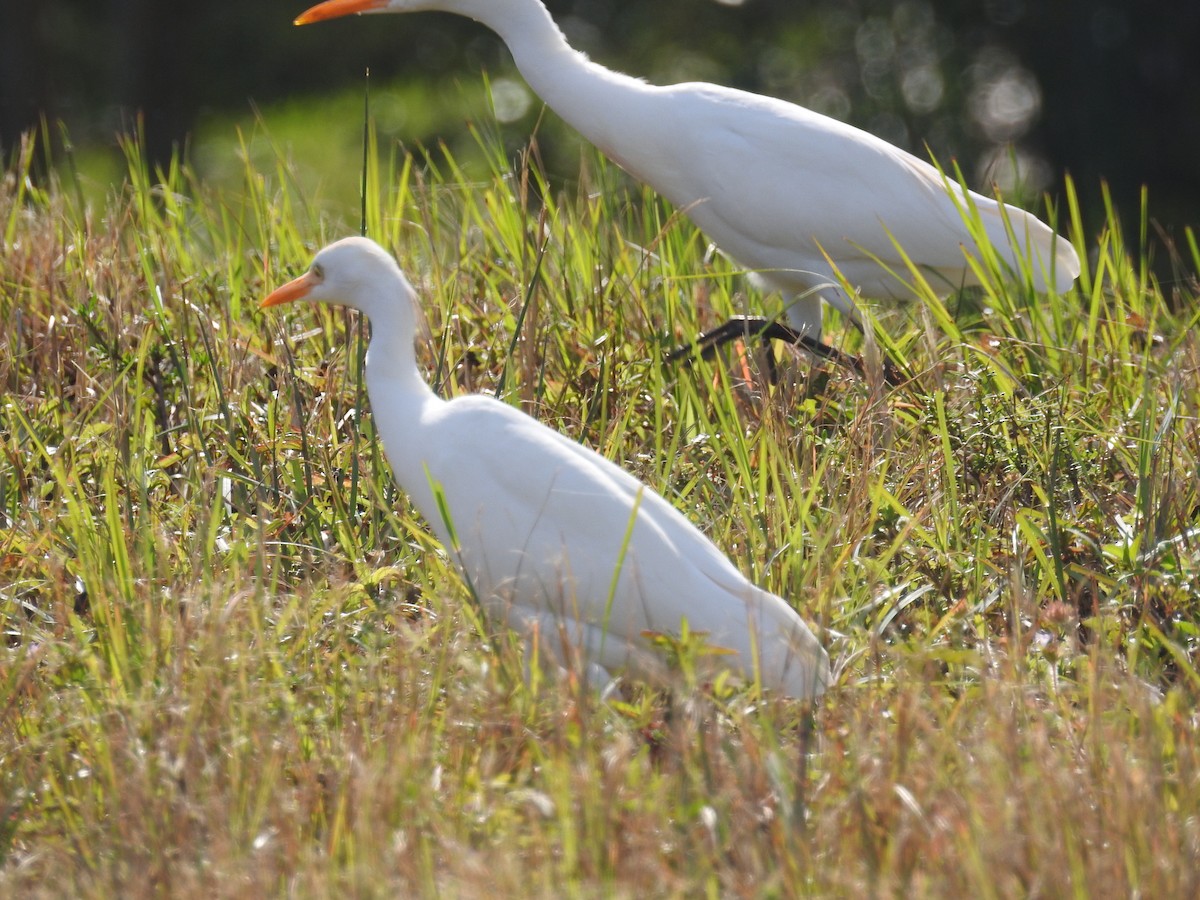 Чапля велика - ML647794970