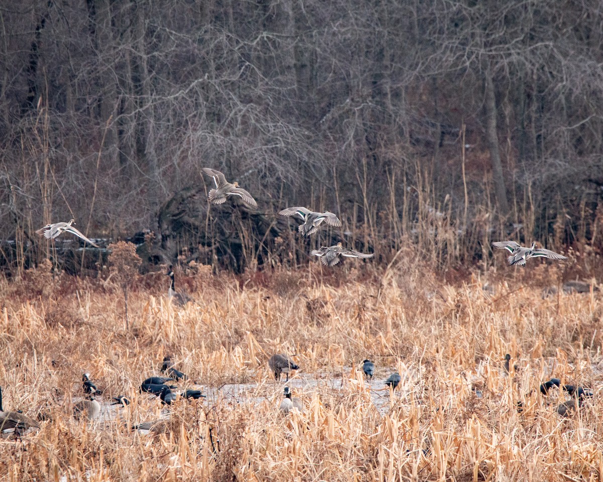 Шилохвіст північний - ML647794971