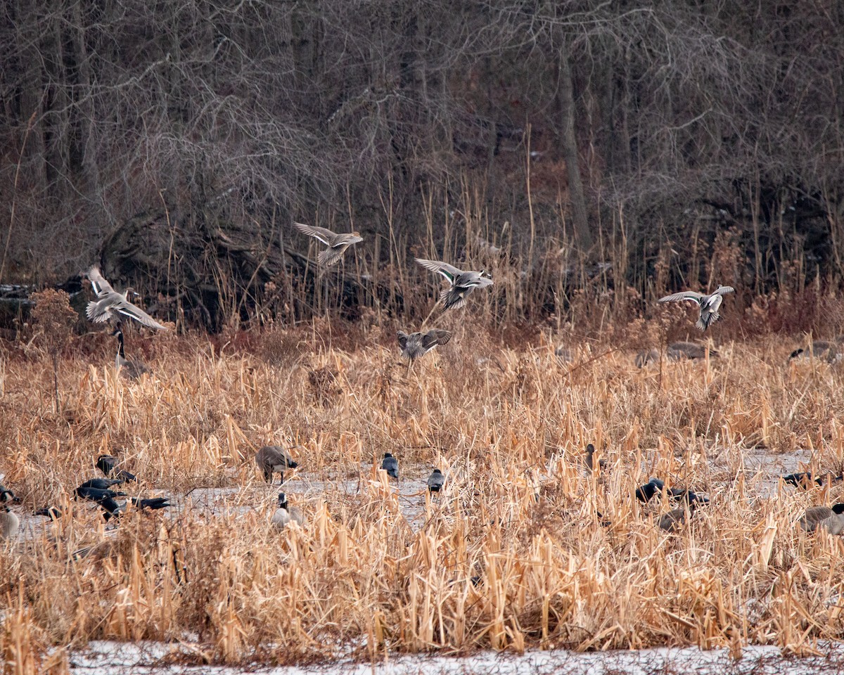 Шилохвіст північний - ML647794972