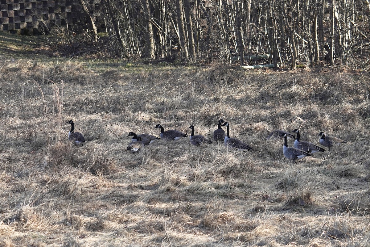 Казарка канадська - ML647794973