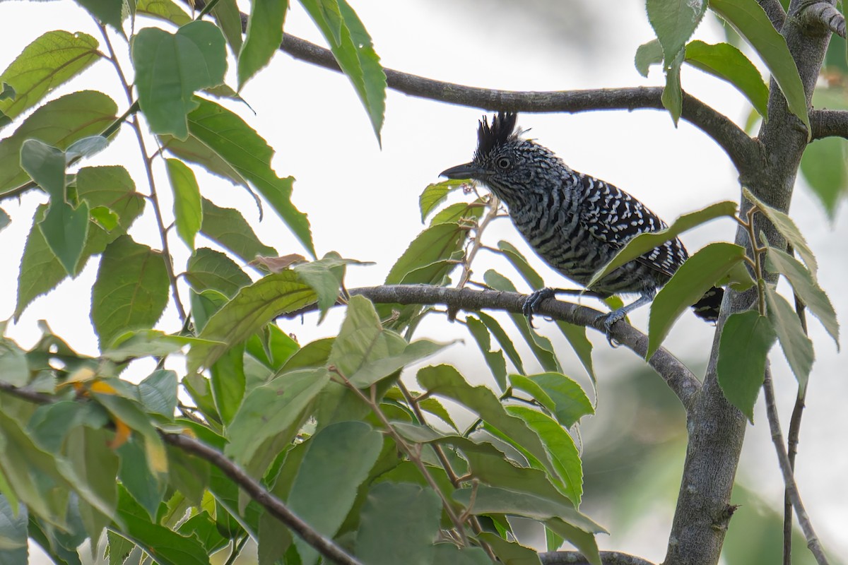 Сорокуш смугастий - ML647794974