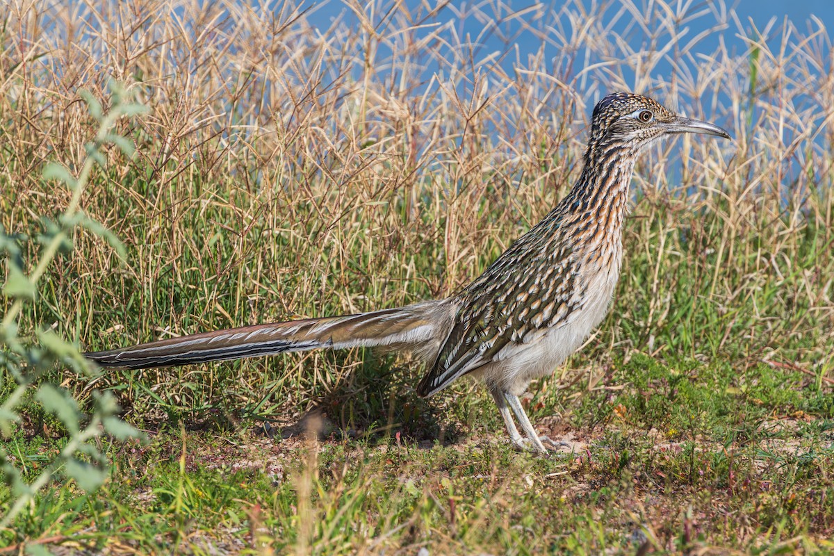 Таязура-подорожник каліфорнійська - ML647794975