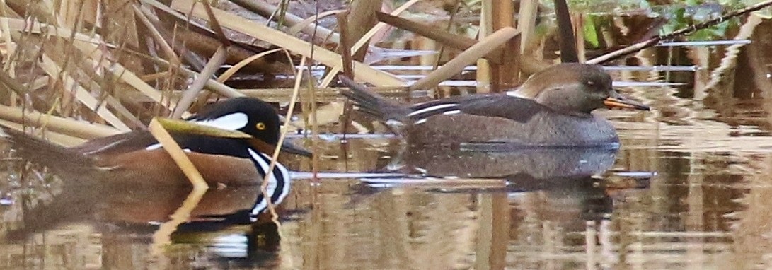 Крех жовтоокий - ML647794976