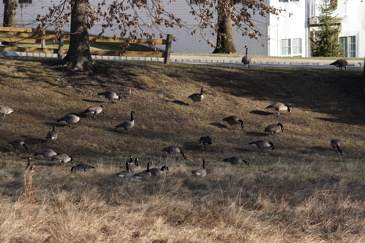 Казарка канадська - ML647794978