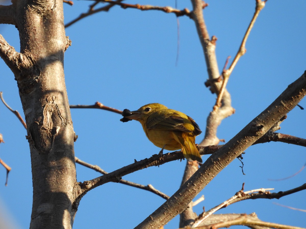 Піранга пломениста - ML647794982