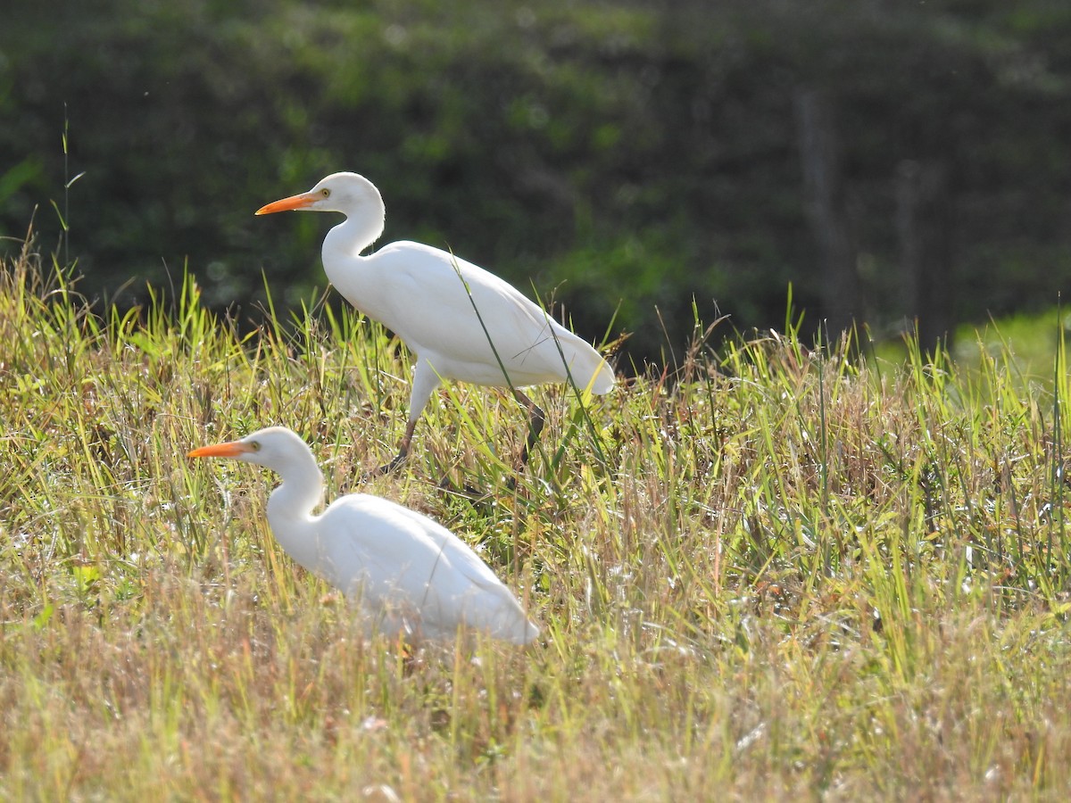 Чапля велика - ML647794983