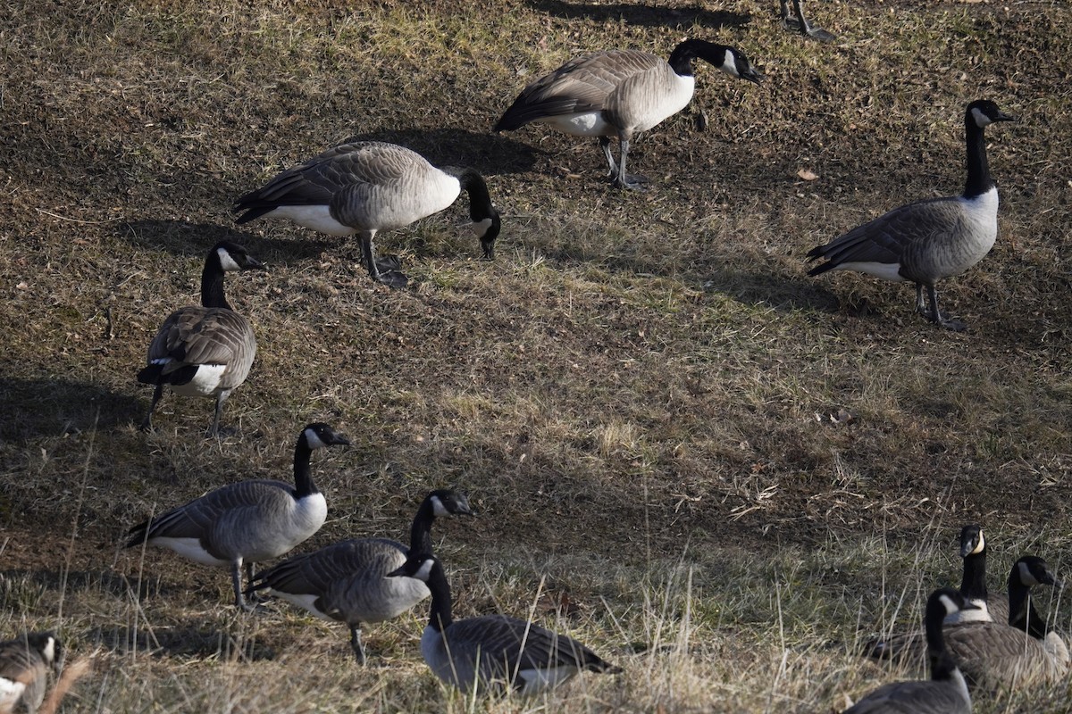 Казарка канадська - ML647794984